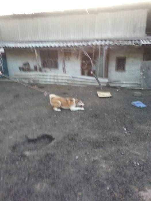 Срочно продам лайку, фотография 2