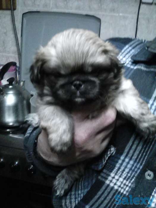 продам щенка, фотография 1