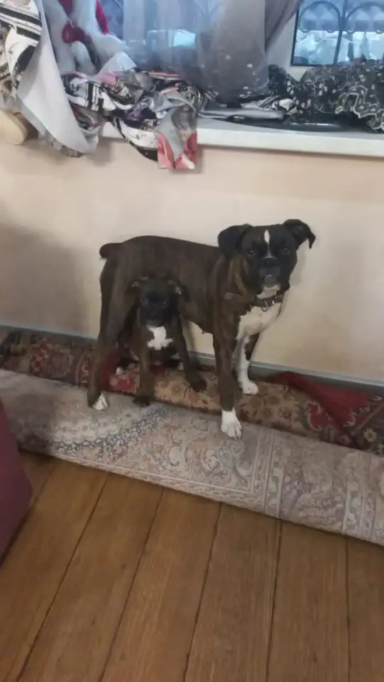 Продаю щенков немецкого боксёра, фотография 3