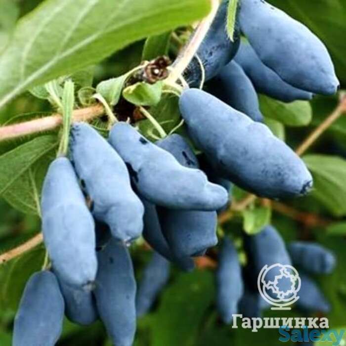 Жимолость Голубое веретено, фотография 1