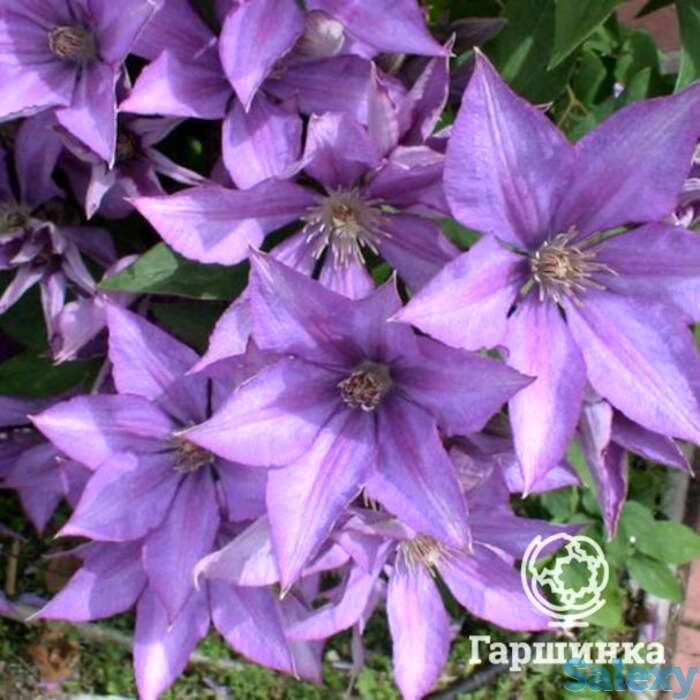 Клематис дороти валтон (3), фотография 1