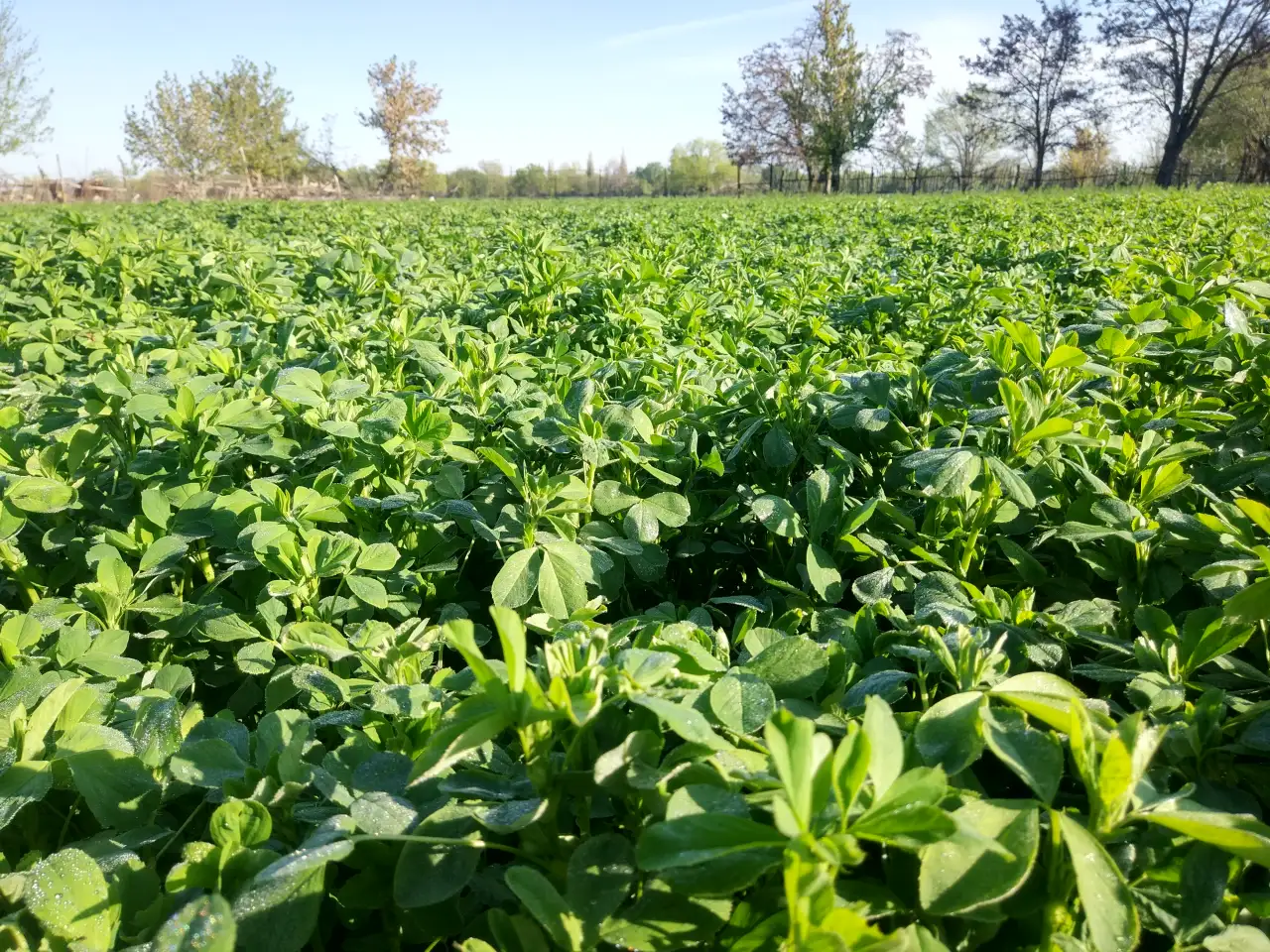 Продаю Семена Люцерны Меркенский район, фотография 3