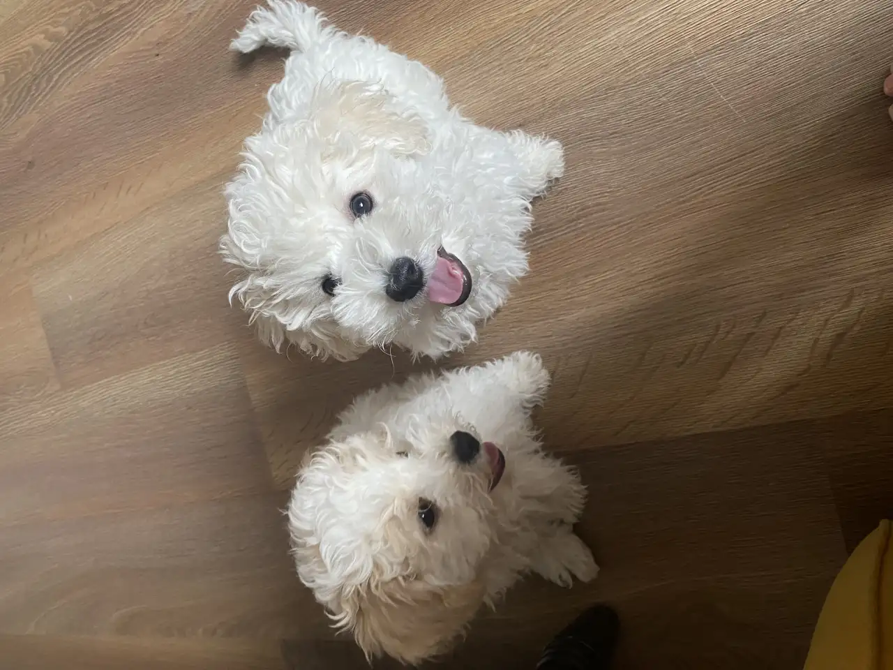 Щенки Бишон фризе, фотография 2