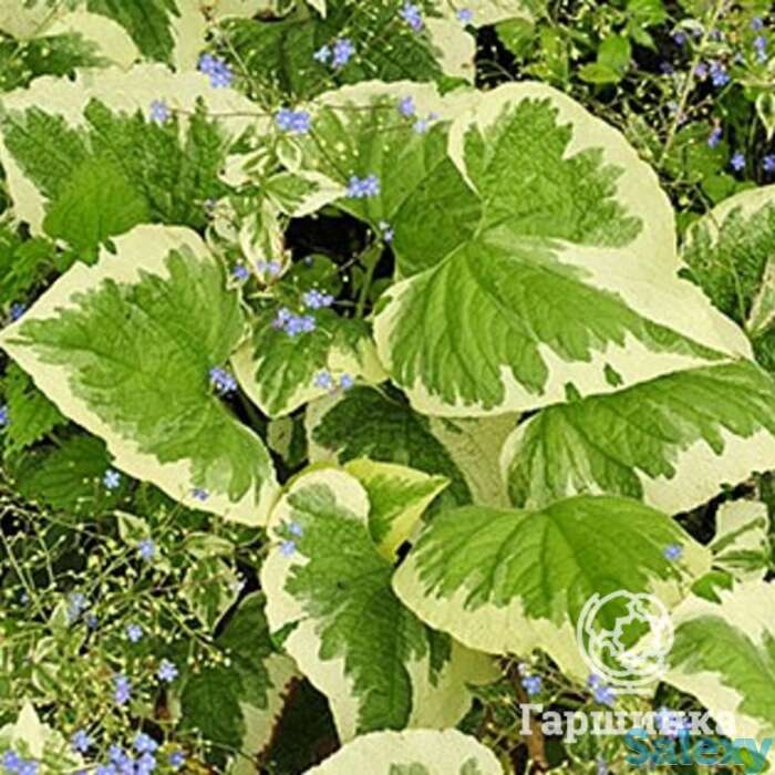 Бруннера хадспен крим, фотография 1