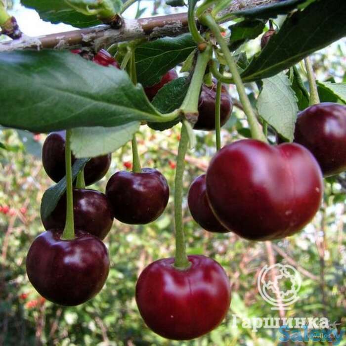 Вишня свердловчанка, фотография 1