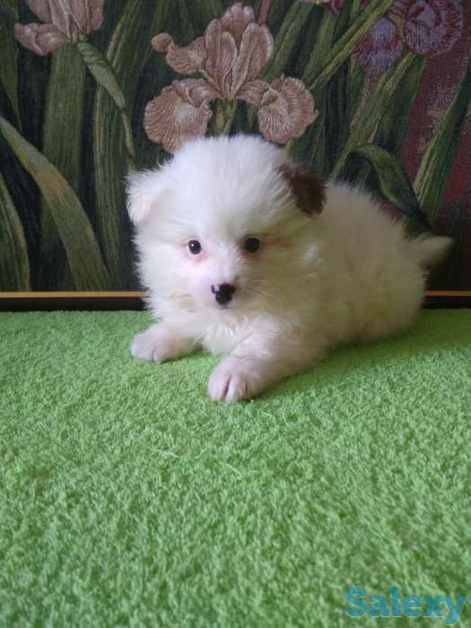 Продам мальчишек шпицов, фотография 2