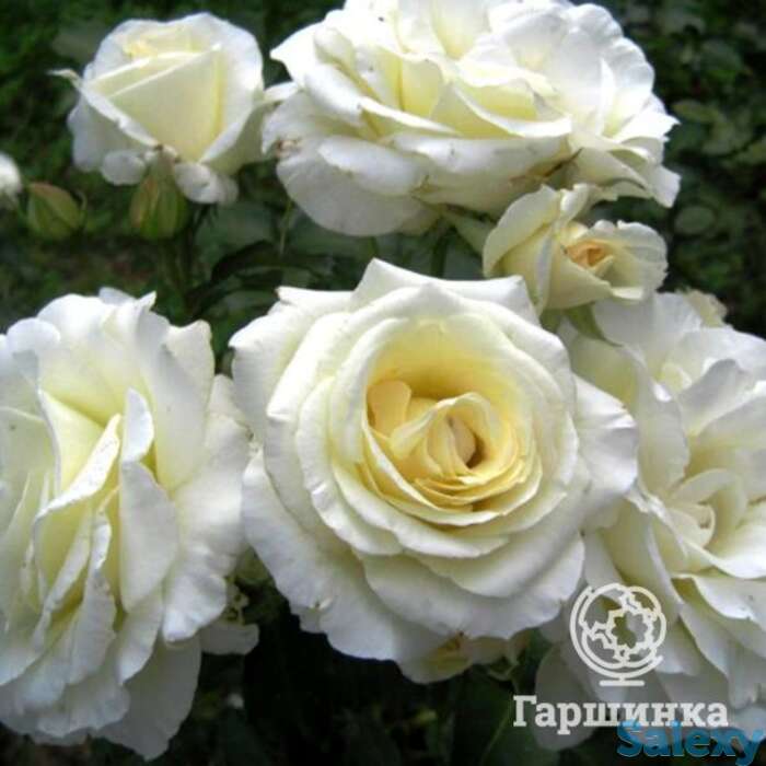 Роза шнеевальцер плетистая, топалович, фотография 1