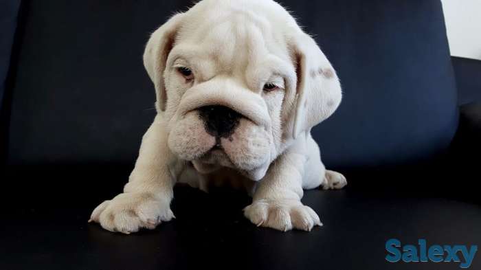 Ласковый и нежный зверь, фотография 2