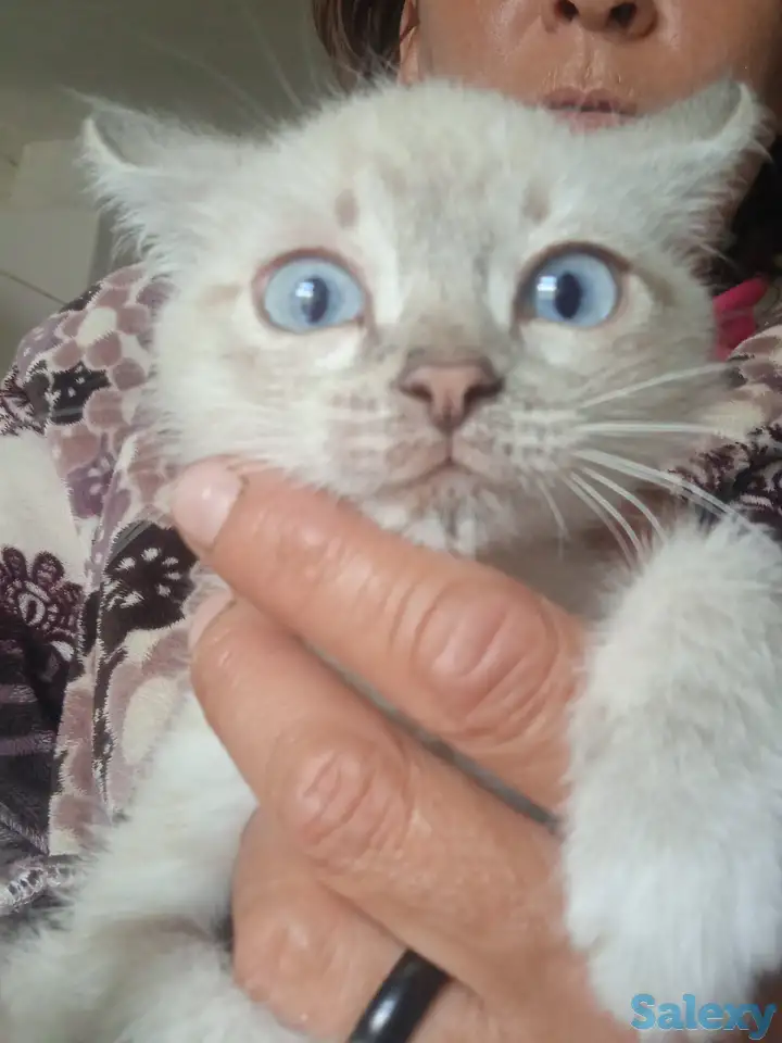 Отдам котят милашек, фотография 2