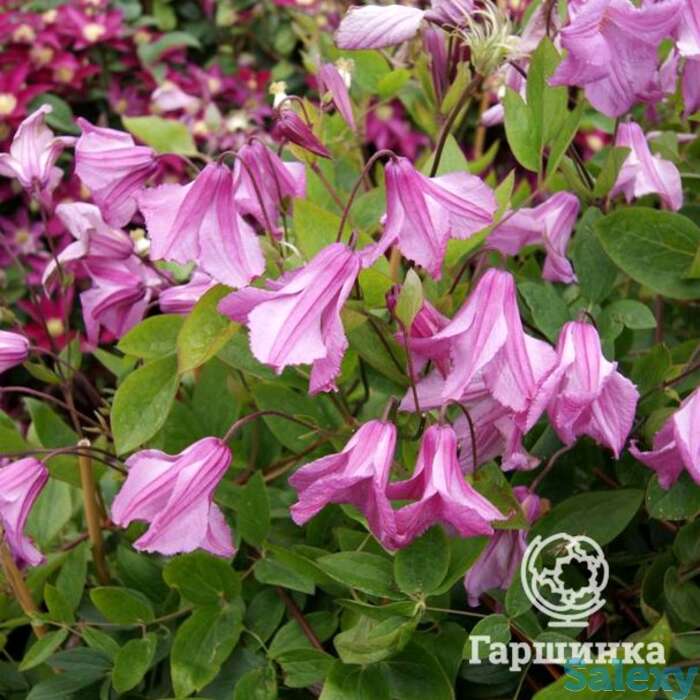 Клематис аленушка (3), фотография 1