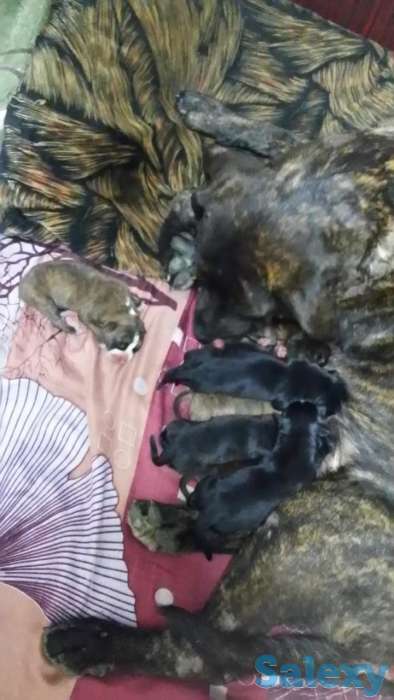 щенки питбультерьер, фотография 5