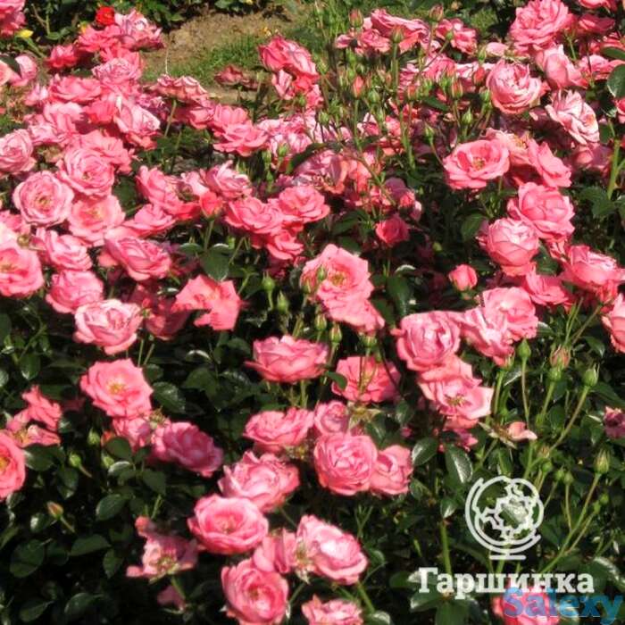 Роза белла роза, кордес, фотография 1