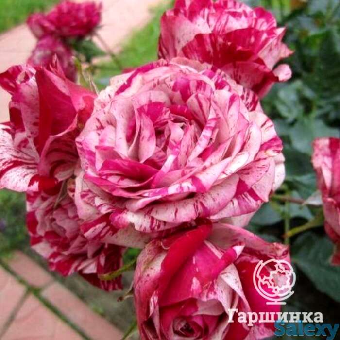 Роза папагено флорибунда, топалович, фотография 1