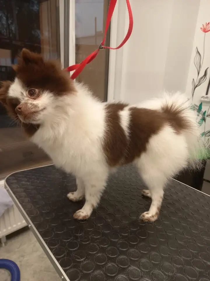 Собака шпиц Померанский, фотография 3