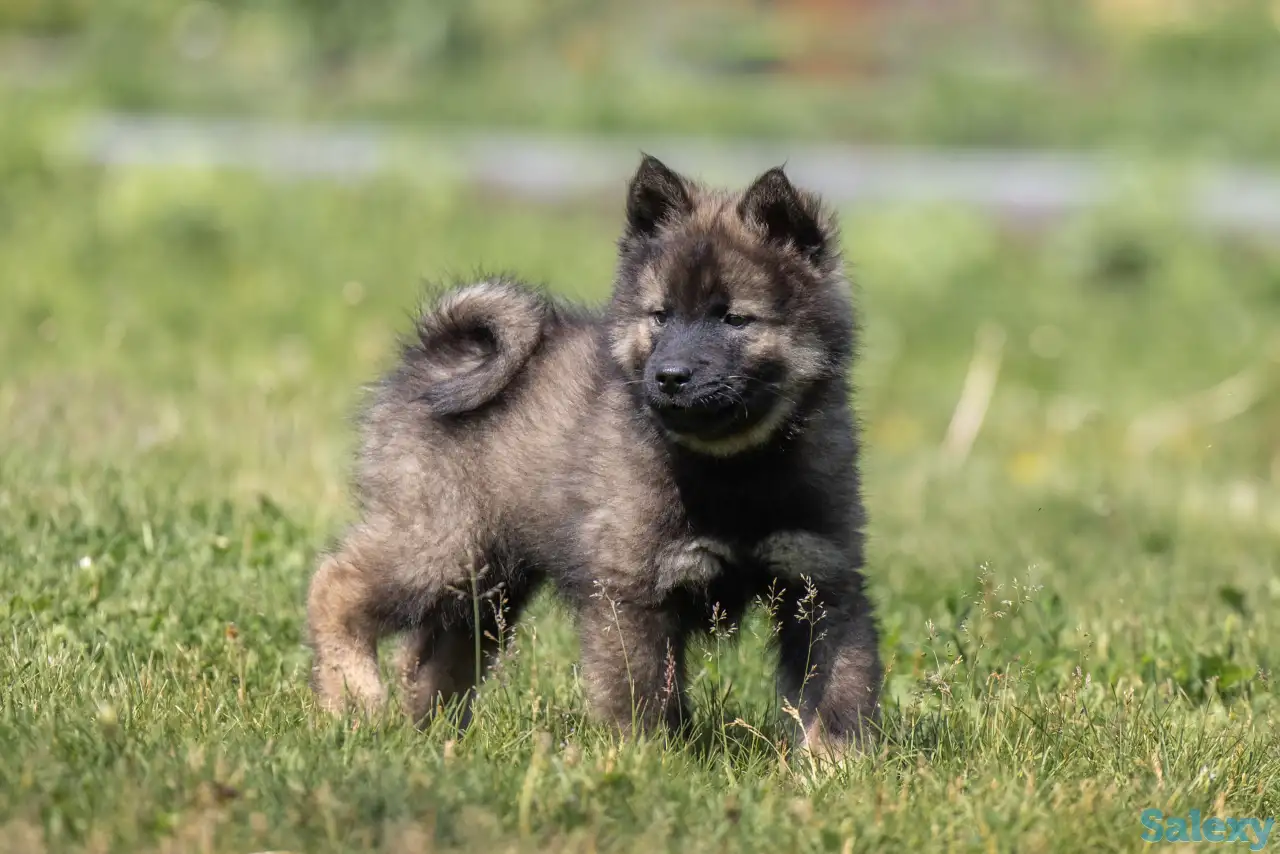 Евразиер! Очень редкая порода!, фотография 6