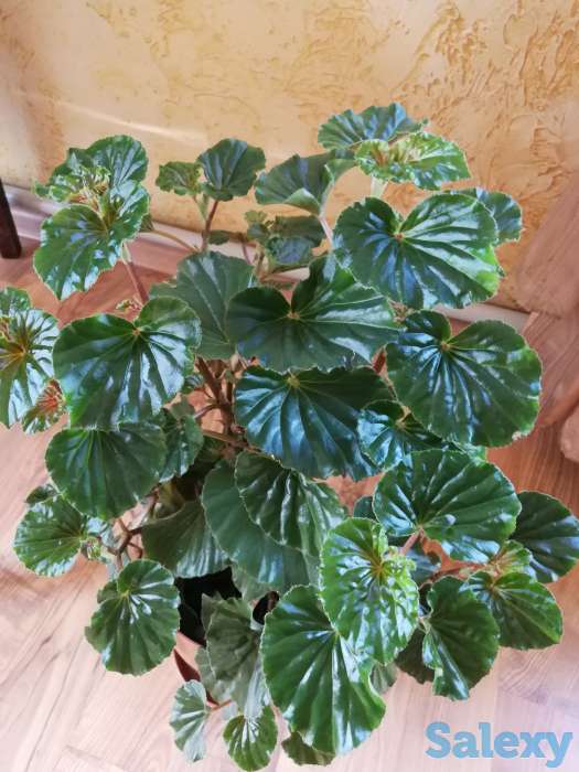 Комнатные цветы, фотография 5