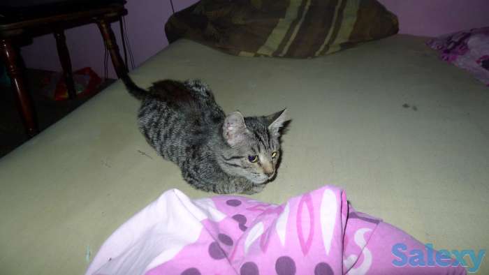 Отдам в добрые руки 2,5 месячного серого тигрового котёнка, девочку., фотография 10