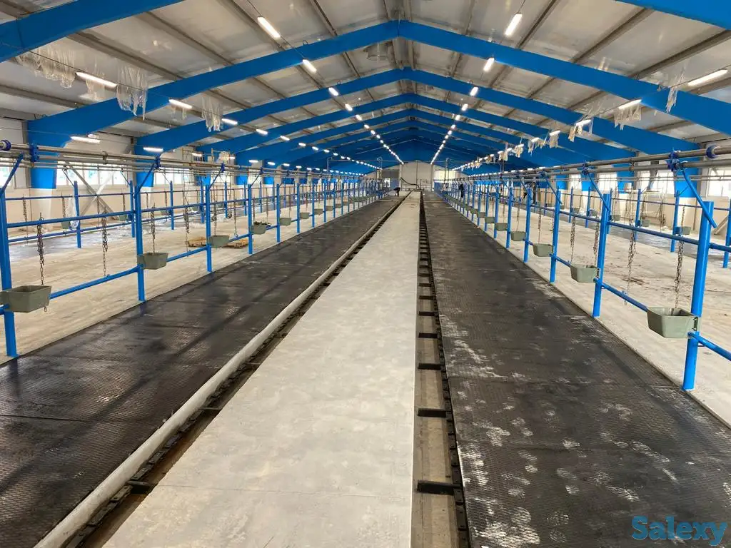 Молокопровод, дойка крс, фотография 1