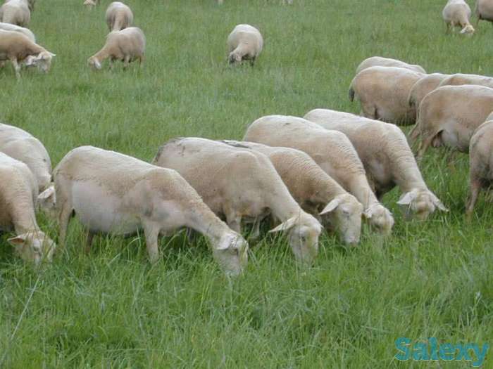 Племенные овцы Лакон (скот из Европы класса Элита и Элита Рекорд), фотография 1