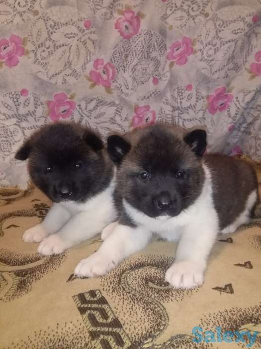 Продаются щенки Американской Акиты!, фотография 5