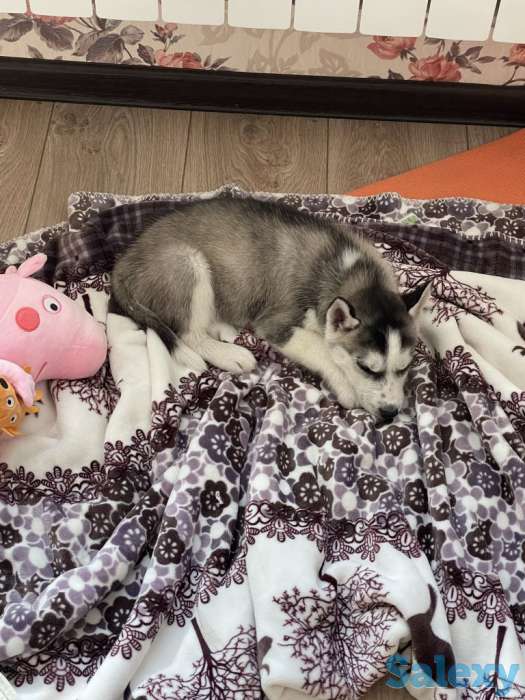 Щенок Хаски 2мес, фотография 4