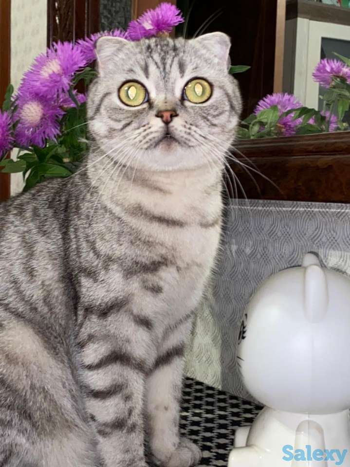 Продам котят мальчиков и девочек., фотография 13