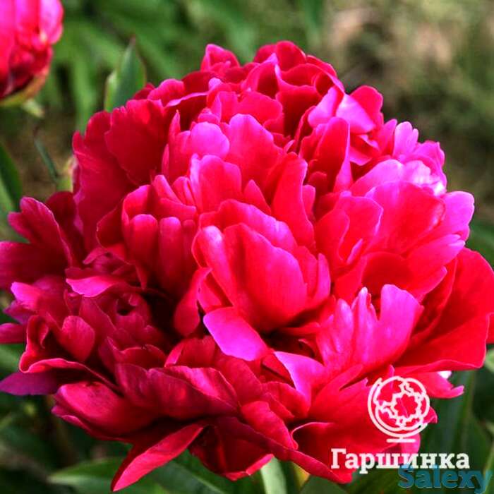 Пион карл розенфилд, фотография 1