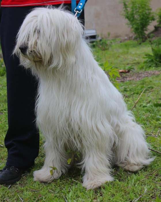 Продам щенков южнорусской овчарки, фотография 4