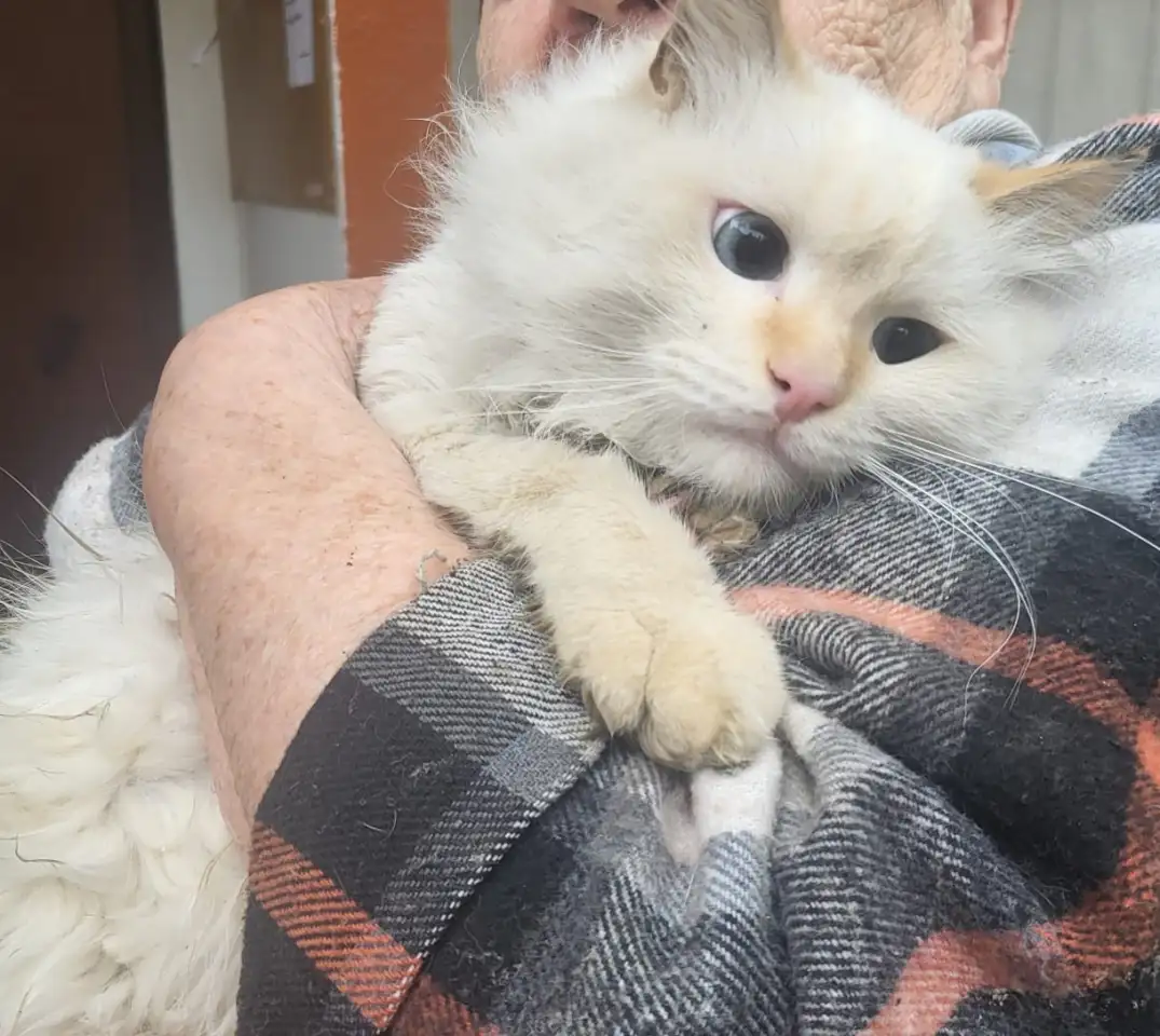 Симпатичный котенок ищет добрых хозяев, фотография 1