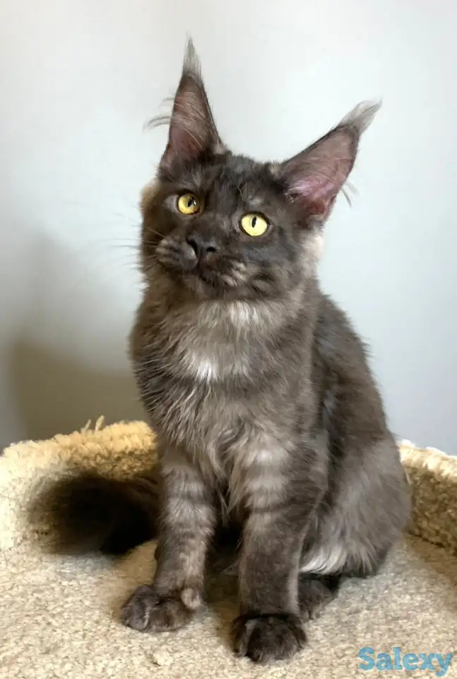 Мальчик мейнкун, фотография 11