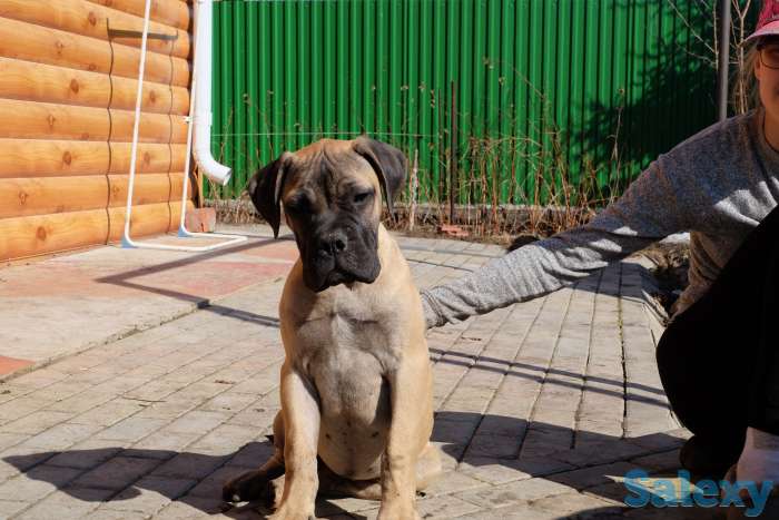 Щенки Бульмастифа, фотография 3