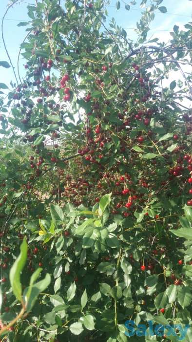 Продам дачу, С/ о Факел, фотография 1