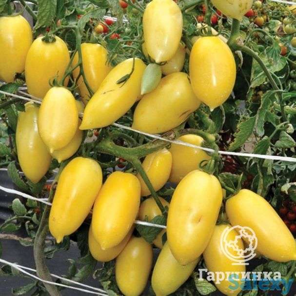 Семена Томат Московский деликатес золотой F1 (Вкуснятина) 0.1г, фотография 1