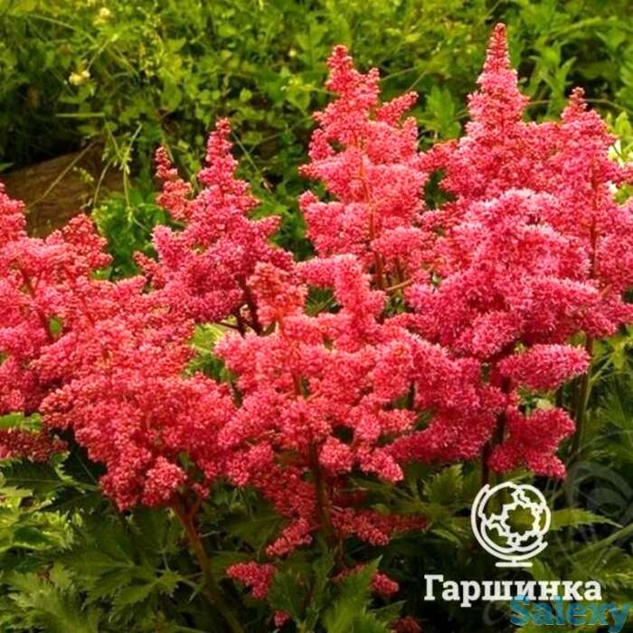 Астильба Анита Пфайфер арендса, фотография 1