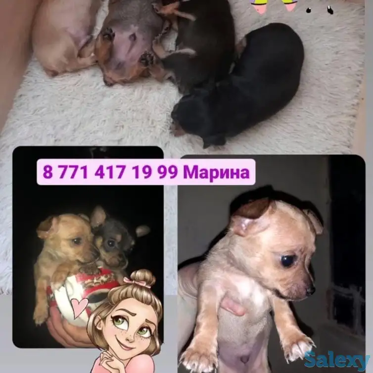 Имеются в продаже мини тойтельерчики,  отличный друг для ваших близких, игривые смышленые кушают сами, хвостики  купиров, фотография 1