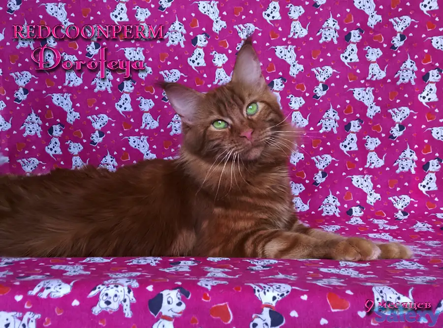 Мейн Кун красный солид. Шоу класс. Питомник, фотография 7