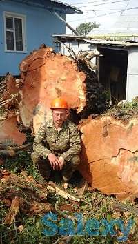 Спил деревьев. Евгений верхолаз (арборист), спецтехника. Обрезка, кронировка., фотография 9