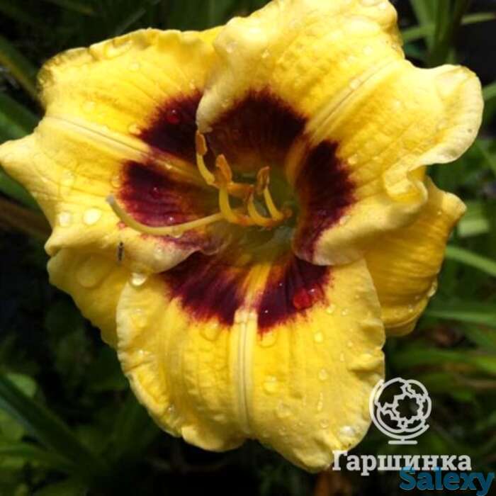 Лилейник Джейсон Салтер, фотография 1