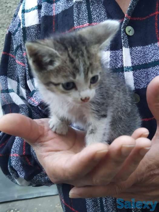 Отдам котят в хорошие руки, мать примесь турецкого вана, фотография 2