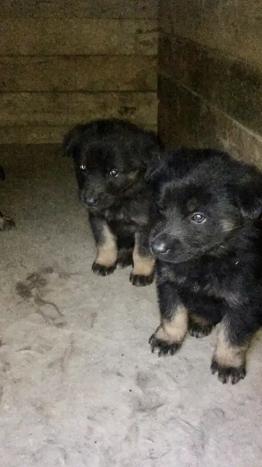 Продам чистокровных щенков немецкой овчарки, фотография 3