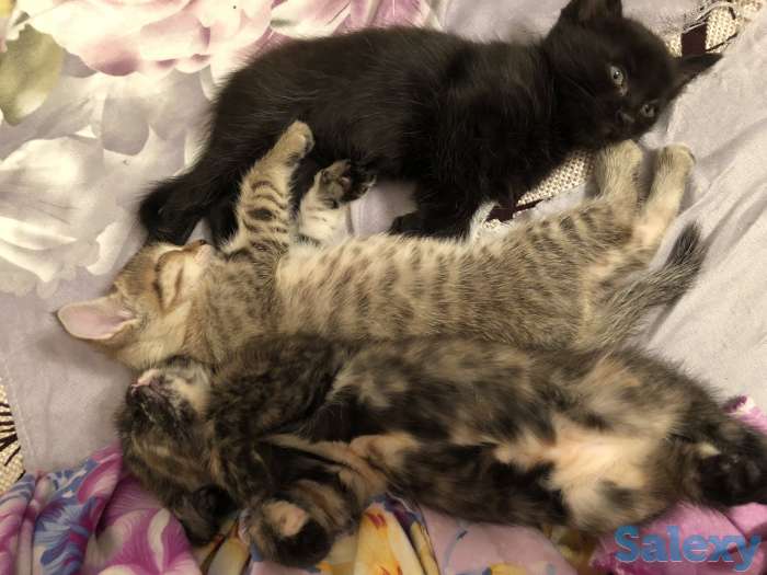 Котята ищут дом, фотография 4