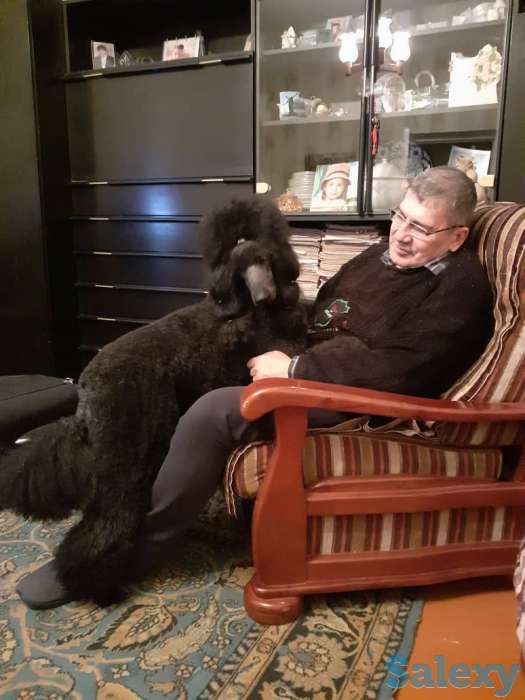 щенки королевского пуделя, фотография 4