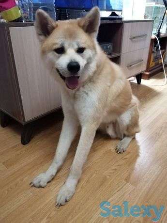 Срочно нужен дом собаке, фотография 1