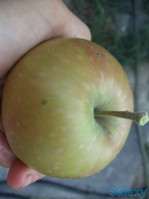 Уютный домик для летнего отдыха, Дачный массив (товарищество) Пламя приозерное;В сторону Каскелена; Дальше Алтын-, фотография 11