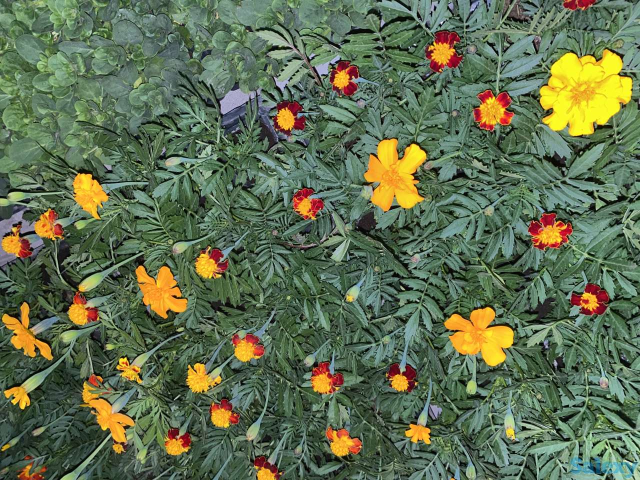 Рассада петунии, фотография 6