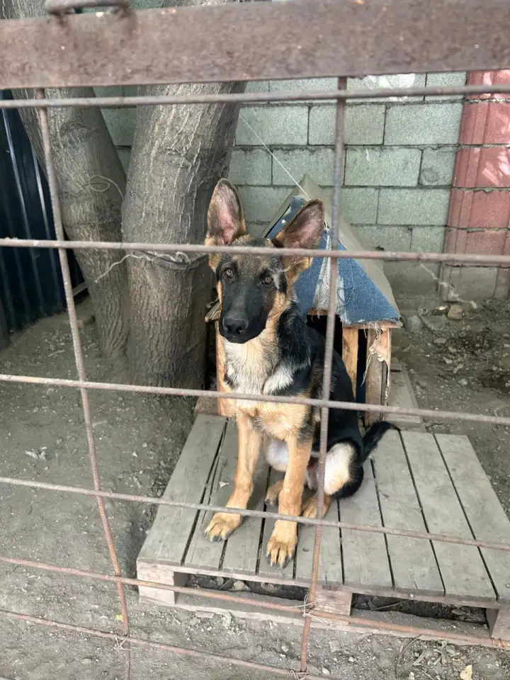 Продам щенка немецкой породы. Возраст 5 месяцев, фотография 1