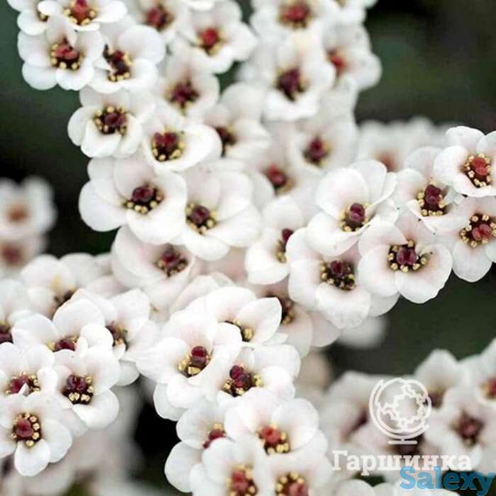 Бадан бах, фотография 1