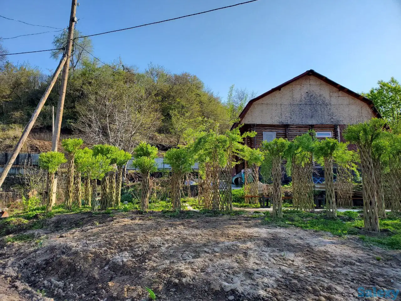 Плетеная ива (сибирская пальма) для Вашего сада!, фотография 6