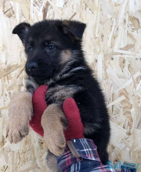 Щенки немецкой овчарки с родословной., фотография 4
