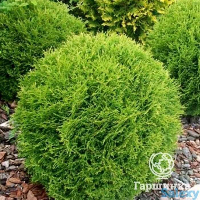 Туя шаровидная даника., фотография 1